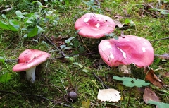 Russula sanguinea