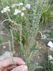Atriplex oblongifolia