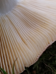 Russula sanguinea