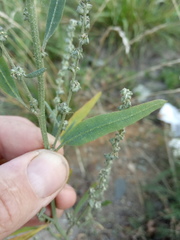 Atriplex oblongifolia