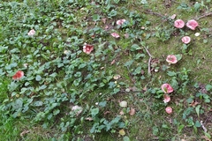 Russula sanguinea