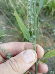 Atriplex oblongifolia