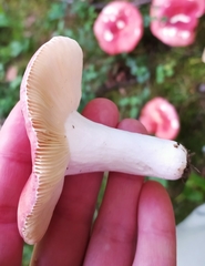 Russula sanguinea