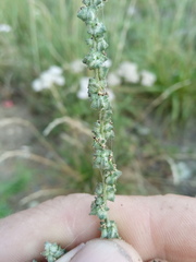 Atriplex oblongifolia