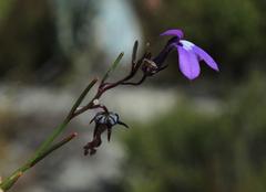 Lobelia setacea