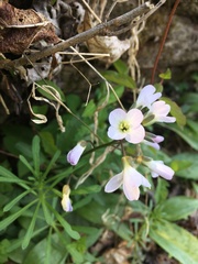 Cardamine concatenata