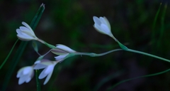 Hesperantha pilosa