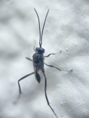 Evania appendigaster