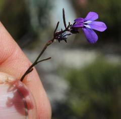 Lobelia setacea