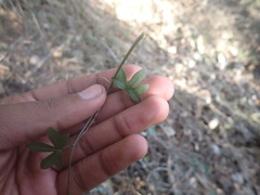 Kedrostis nana