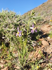 Cyanella pentheri