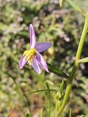 Cyanella pentheri