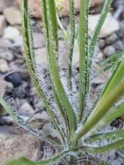 Cyanella pentheri