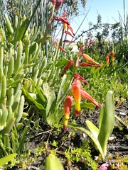 Lachenalia quadricolor