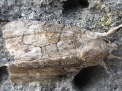 Bryophila granitalis