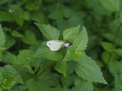 Leptosia nina niobe