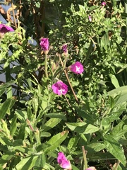 Epilobium hirsutum