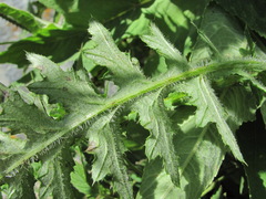 Carduus adpressus