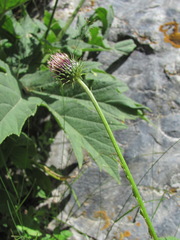 Carduus adpressus