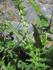 Carduus adpressus