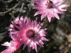 Syncarpha canescens canescens