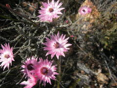Syncarpha canescens canescens