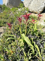 Lachenalia quadricolor