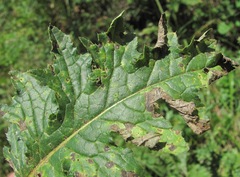 Carduus adpressus