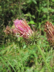 Carduus adpressus