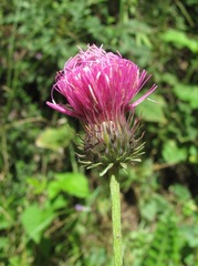 Carduus adpressus