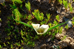 Colchicum coloratum burchellii