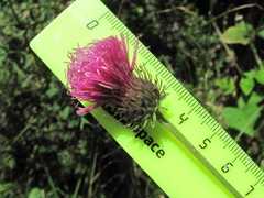 Carduus adpressus