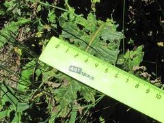 Carduus adpressus