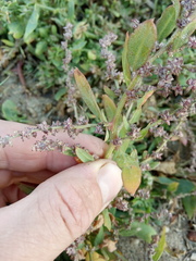 Atriplex laevis