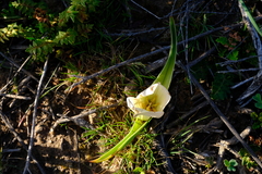 Colchicum coloratum burchellii
