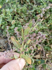 Atriplex laevis