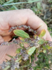 Atriplex laevis