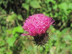Carduus adpressus