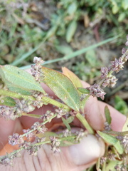 Atriplex laevis