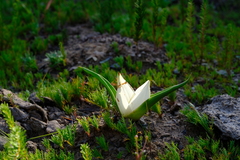 Colchicum coloratum burchellii