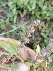 Atriplex laevis
