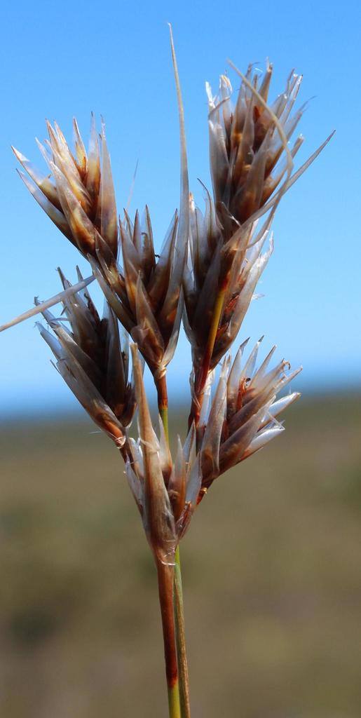 Thamnochortus pellucidus