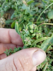Atriplex oblongifolia