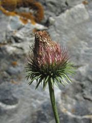 Carduus adpressus