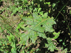 Carduus adpressus