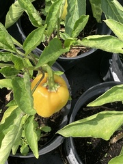 Capsicum annuum annuum