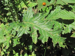 Carduus adpressus