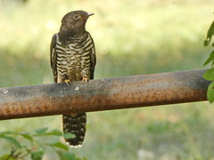 Oriental Cuckoo photo 2