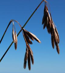 Thamnochortus pellucidus