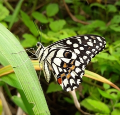 Papilio demoleus